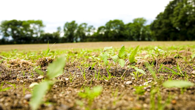 Report on growing potential of hemp and fibre crops due shortly