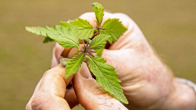 Businesses must be aware of legalities when selling hemp food products - FSAI