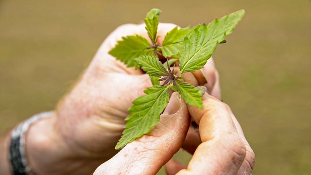 Report suggests 'bioeconomy co-operative' for north Kerry region