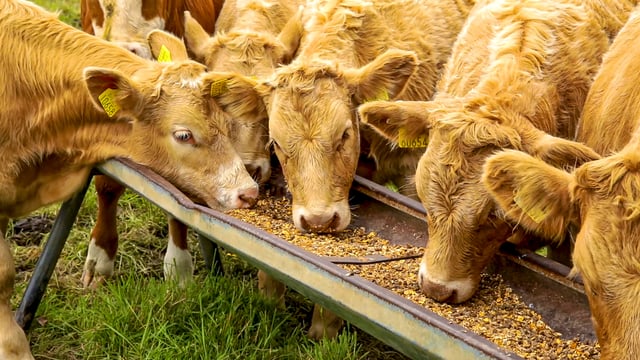 15% crude protein limit clarification issued by DAFM