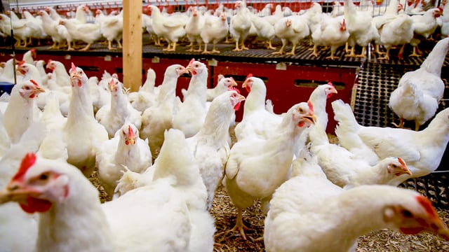 Call for increase in number of Teagasc poultry advisors