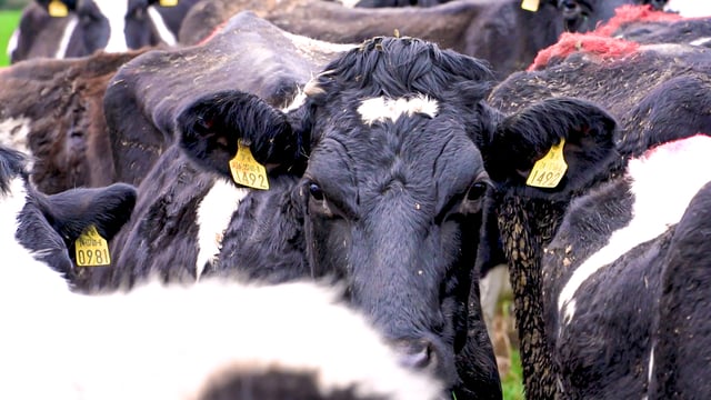 Almost 15,000 cattle 'stolen' in NI in just 4 years
