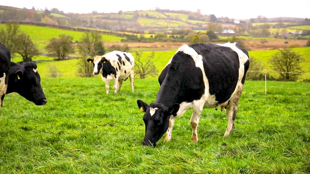 'Fragmented' dairy farms to potentially face chemical nitrogen cut