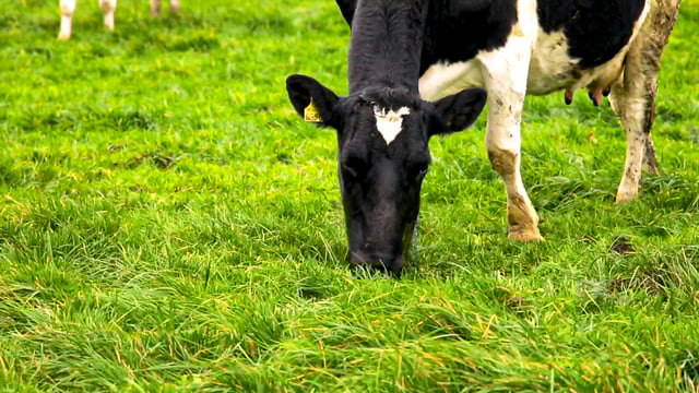 Grass growth: Stagnant growth making 40-day rotation difficult