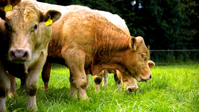 Strategic challenges impacting NI agriculture to be addressed