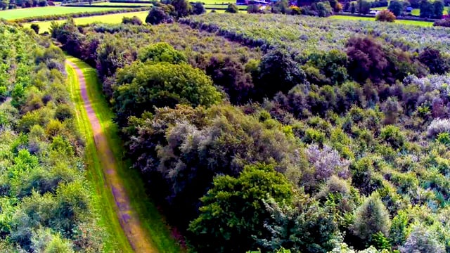 Healy-Rae urges forest owners hit by storms to apply for licences
