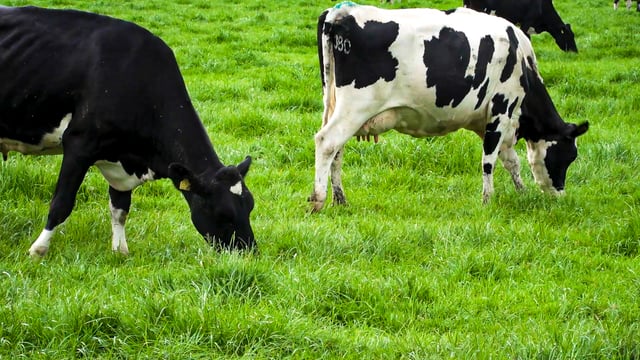 'Concerned' Dairygold shareholders will 'not tolerate' milk price cut