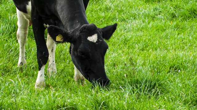 'No one is talking to the consumer': NDC outlines Irish dairy dilemma
