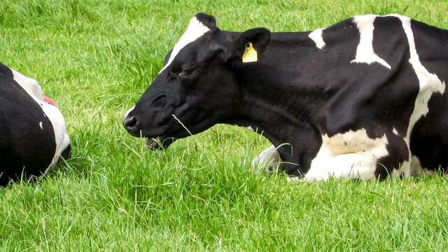 Nitrogen excretion figure for dairy cow rises in Teagasc review