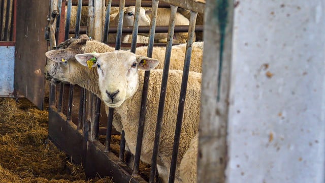 CSO: Sheep slaughterings up by 16.8% this year 