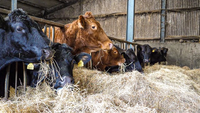 Estimated 15% increase in cattle values for 2020 - CSO