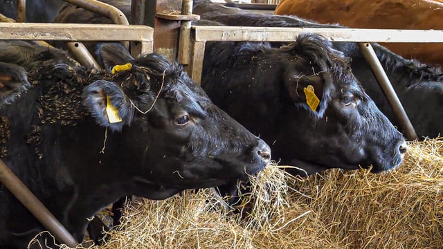 Beef farmers: Are external parasites hindering your herd?