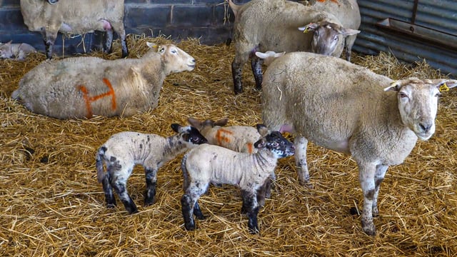 Taking note of problem ewes this lambing season