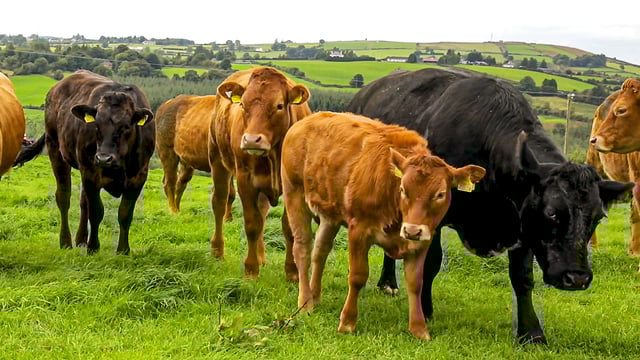 Video: Nutrient recycling to reduce livestock emissions