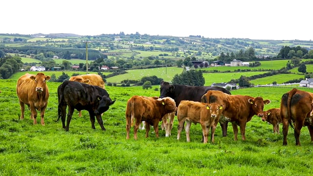 NIFDA: 'Stable politics' needed for sustainable food production