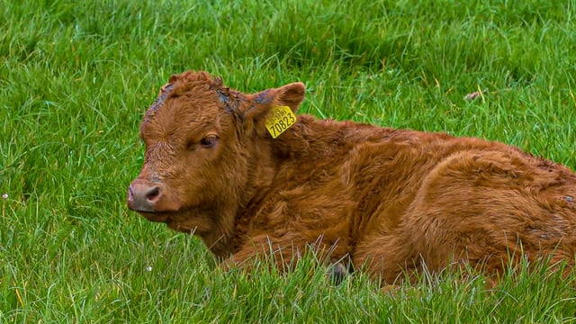 Why should I reduce the calving spread?