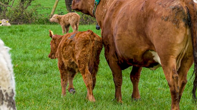 Broadly positive response to Beef Welfare Scheme