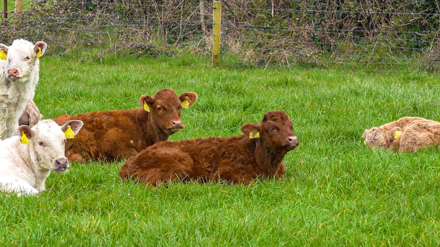 Sinn Féin outlines 'Suckler Cow Scheme' in alternative budget