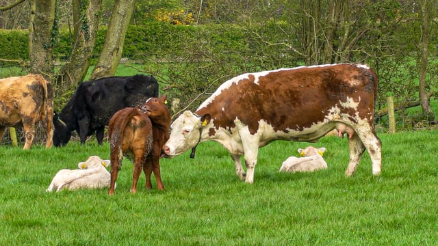 AgriSearch launches NI beef and sheep farmer survey