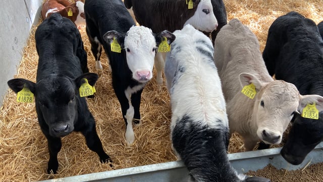 What was paid for dairy-origin calves in spring 2020?