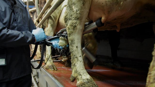 CSO: Domestic milk intake down over 13% in February