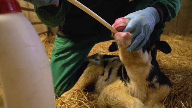 Calving 2024: The importance of colostrum this spring