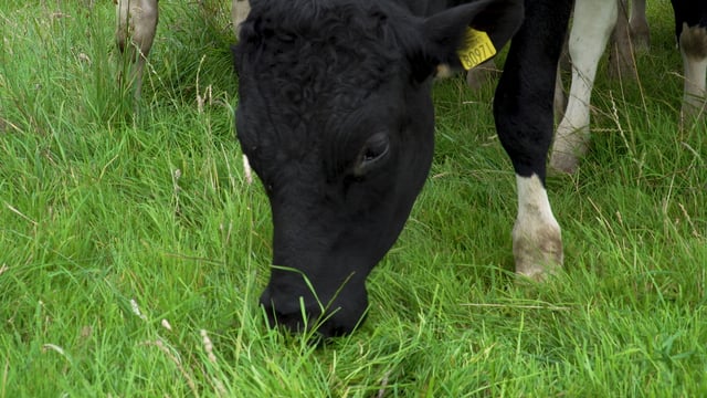 Group forms to defend agri merchants' rights to dispense LM vet medicines