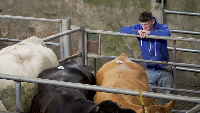 Taoiseach’s stance on marts 'disappointing and unhelpful'
