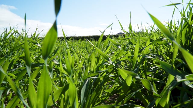 How to get to grips with herbicide-resistant wild oats