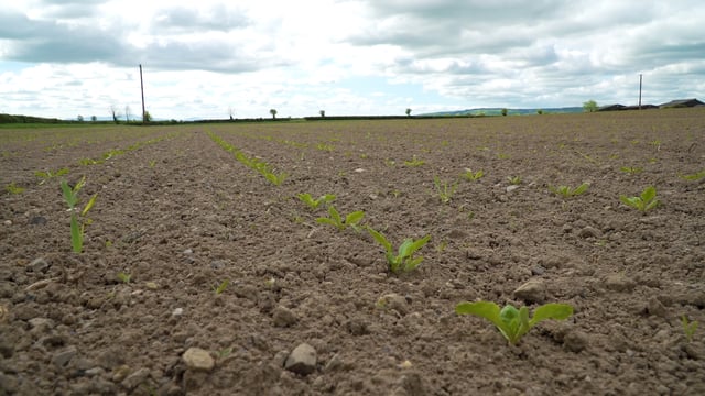 CROPS WATCH: Keep ahead of weeds in beet to ensure a clean crop