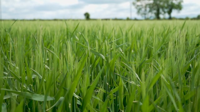 Exclusive: Concern over effect of herbicide on crop yield in some areas