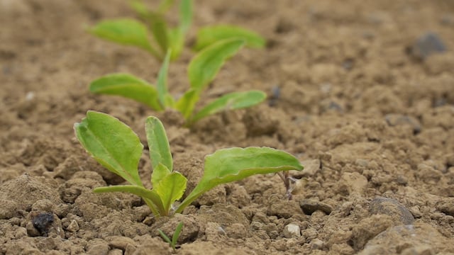 CROPS WATCH: The new beet on the block is 'smart'