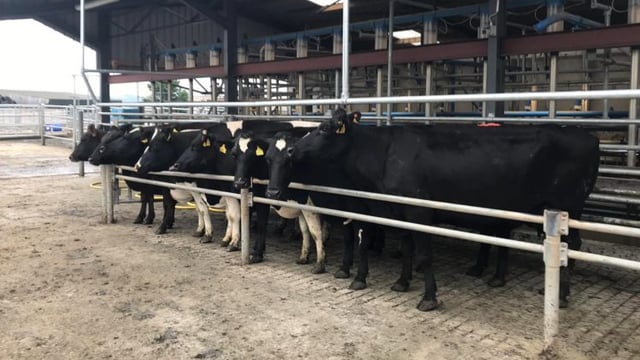 'Belgian Blue use has increased by 21% this year'