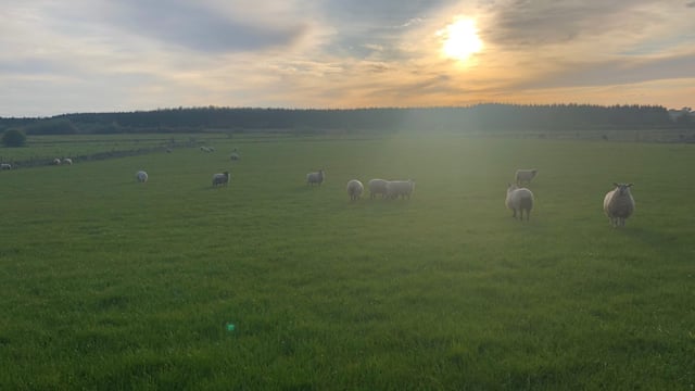 What are the challenges you face when it comes to flock health and nutrition?