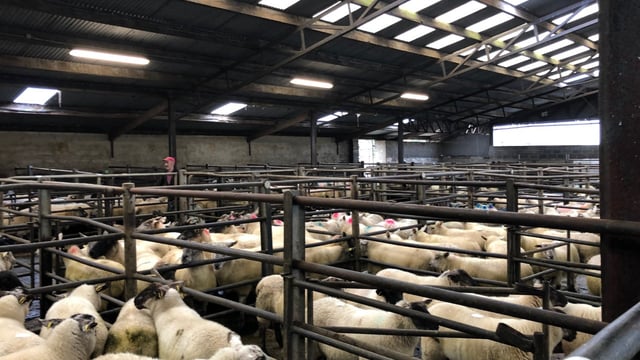 Sheep marts: Strong farmer interest for ewes with lambs at foot