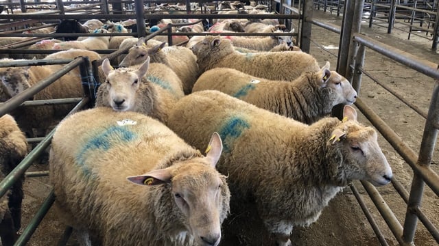 Sheep trade: Hogget quotes plummet, as spring lamb prices look set to come 'under pressure'