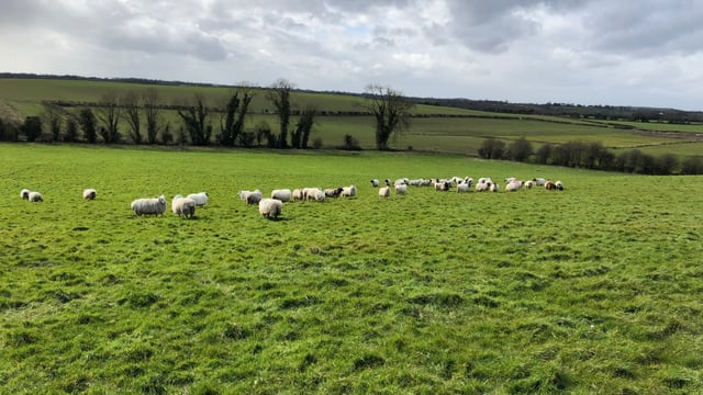 Map: How many sheep were there in Ireland in 2019?