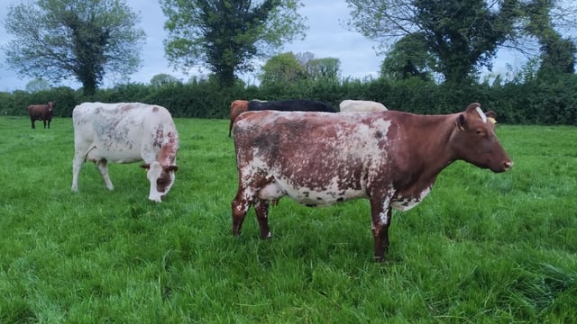 Dairy Focus: Milking 56 crossbred Shorthorn cows in Co. Offaly