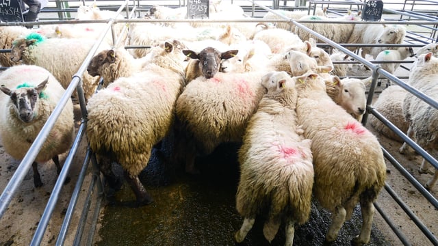Sheep marts: Spring lamb prices take a hit across many marts
