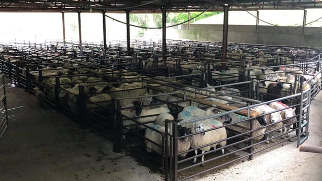 Sheep marts: Spring lamb prices moving in the right direction once again