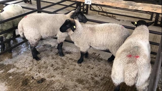 Sheep trade: No major change in quotes, as hogget supplies tighten further