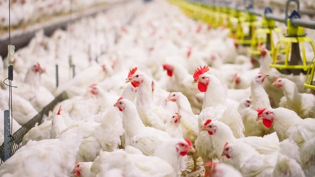 NI academic awarded £250,000 to use crowd-tracking technology to improve broiler welfare