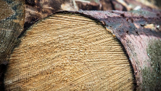Forestry and timber markets face new challenges over the coming years - report