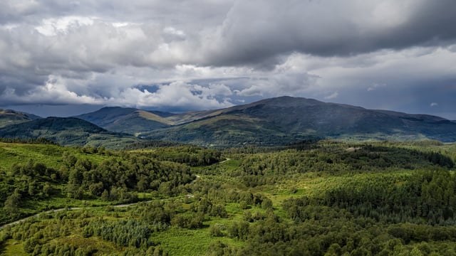 UK forestry investment market worth £121 million during 2019 - Savills report