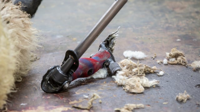 Farmers facing the possibility of having to subsidise all shearing costs
