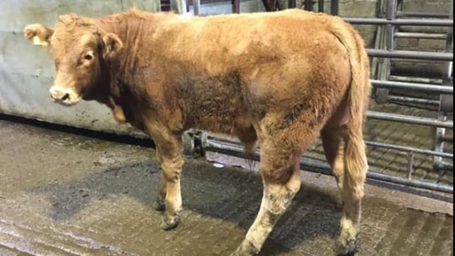 Marts may facilitate 'a more expansive service' under phase 2 of Government roadmap