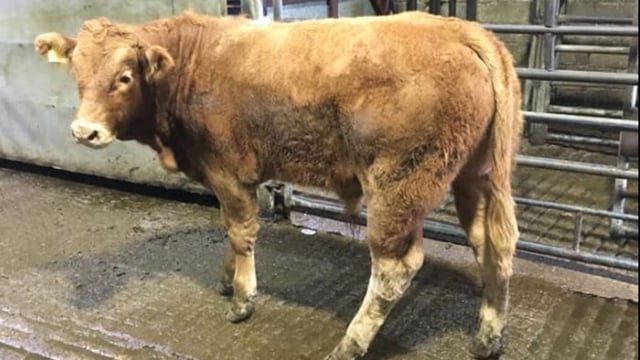 Marts to minister: 'Financial support needed immediately to help marts reopen'