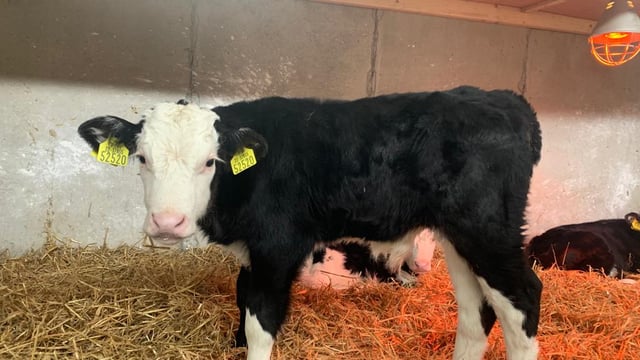 How many herds were the 2020 calf team sourced from on Green Acres farms?