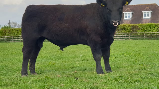 Lisduff Angus Herd 'viewing day' to take place under restrictions on Saturday