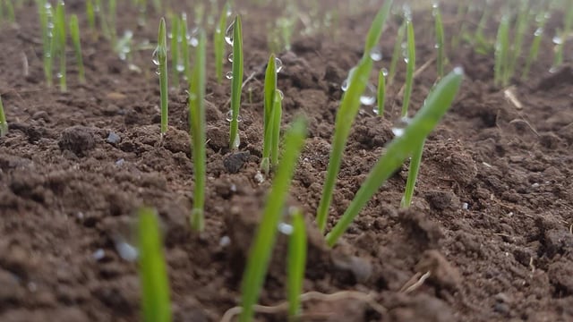 Grain price: Driest start to spring in western Europe since 1979